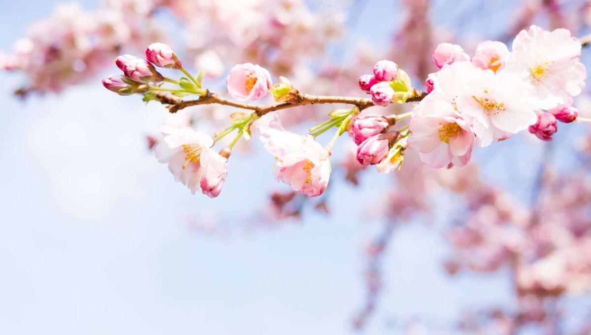 fleur bourgeon printemps