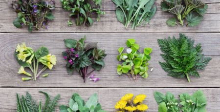 Bordeaux : A la découverte de plantes sauvages et comestibles dans nos parcs