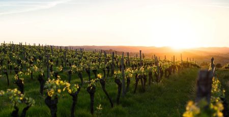 Des vignes