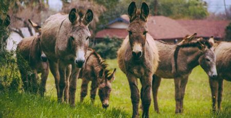 Des ânes dans un pré - un allié pour marcher ?