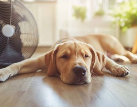 Chien qui a trop chaud - crédit photo : Shahla via Adobe Stock