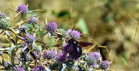 Qui sont les abeilles charpentières présentes dans nos jardins ?