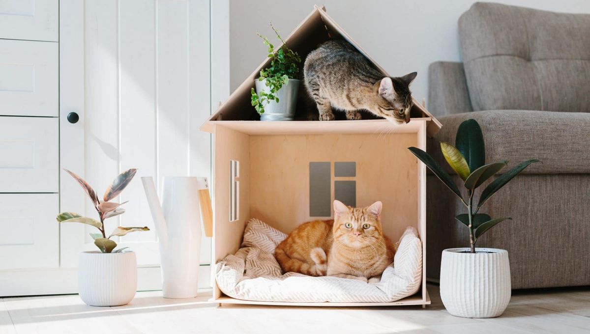Marseille : des animaux cherchent un nouveau foyer via des annonces immobilières