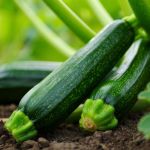Courgettes qui poussent