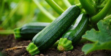 Courgettes qui poussent