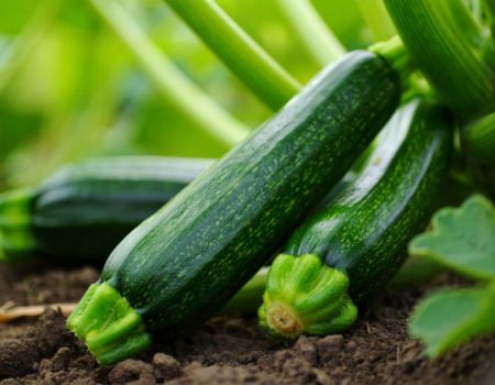Courgettes qui poussent