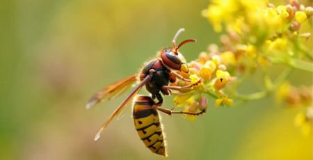 Ce piège à frelons asiatiques est redoutable… mais en juin, il devient un fléau écologique