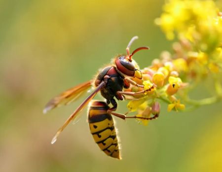 Frelon sur une fleur