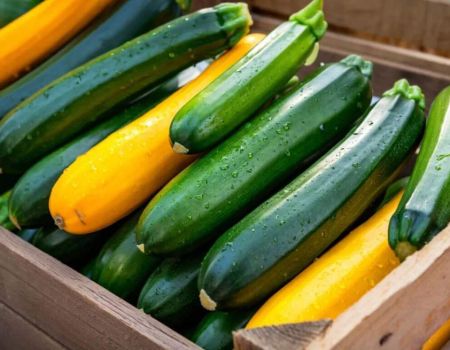 Courgettes vertes et jaunes