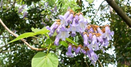 Paulownia -l'abre qui pousse très rapidement