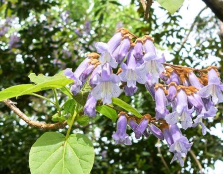 Paulownia -l'abre qui pousse très rapidement