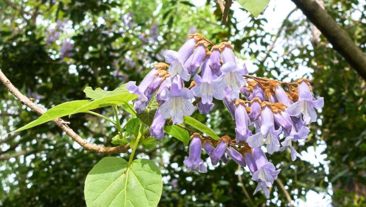 Paulownia -l'abre qui pousse très rapidement