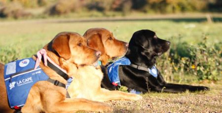 Cette asso forme des chiens d’assistance pour personnes en état de stress post-traumatique 