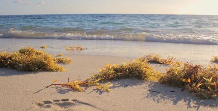 Des algues sargasses échouées sur une plage