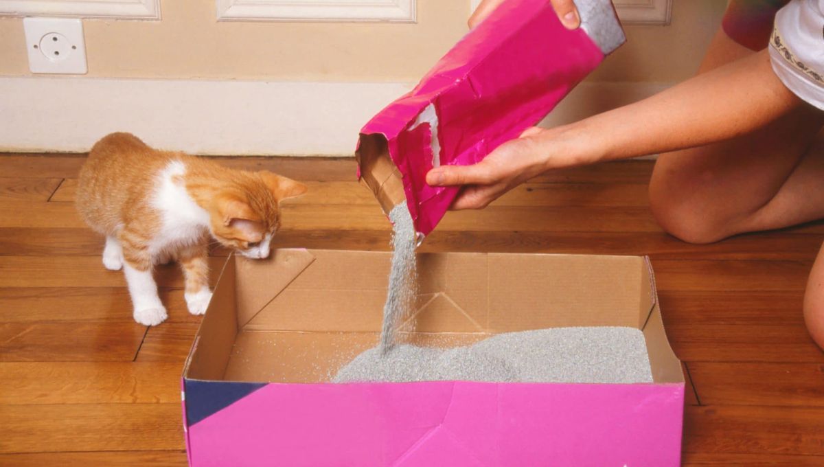Litière d'un chat
