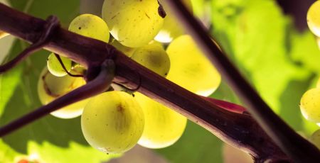 vin biologique éco-responsable