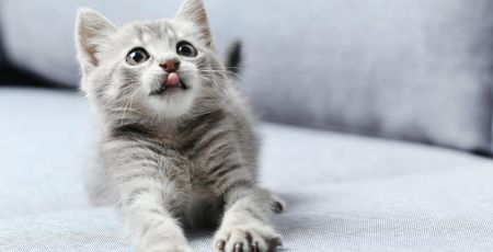 Accueillir un nouveau chat chez soi, les bons gestes à adopter