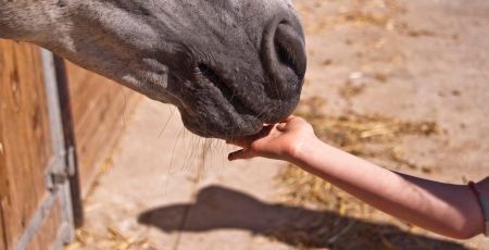 Cheval équicoaching equo