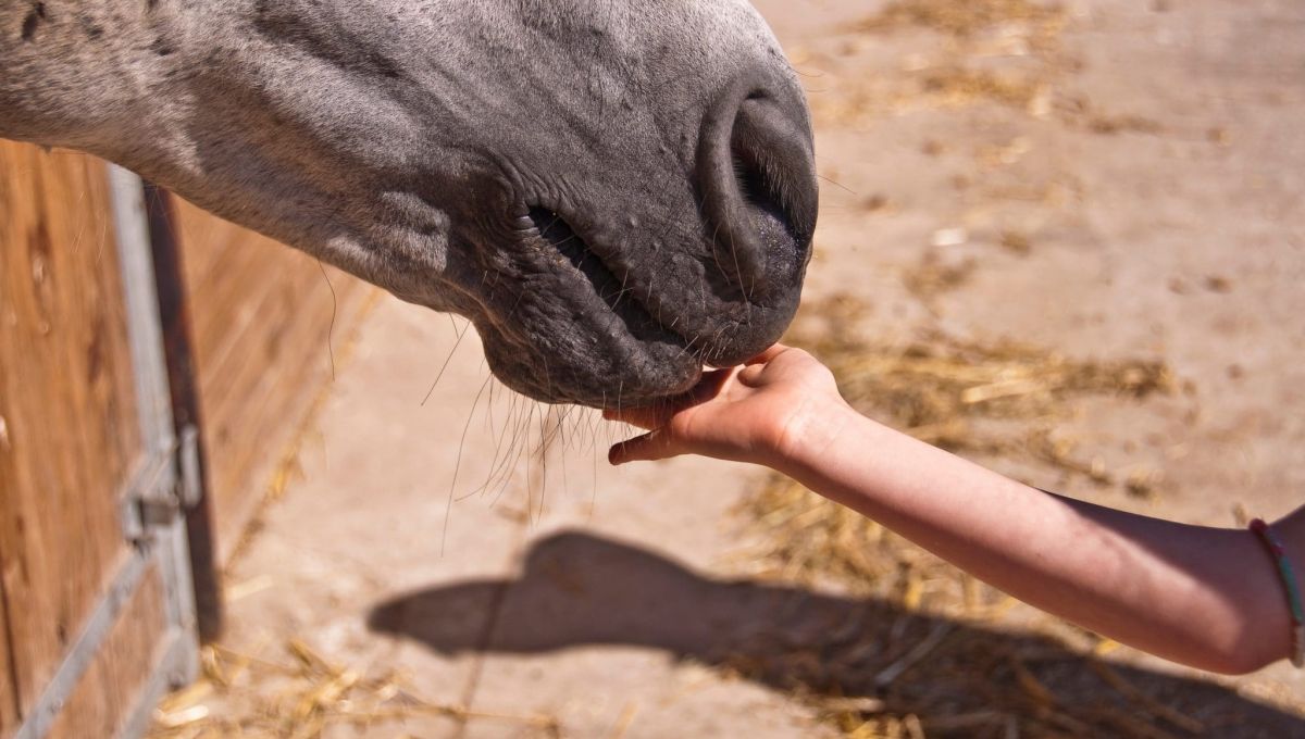 Cheval équicoaching equo
