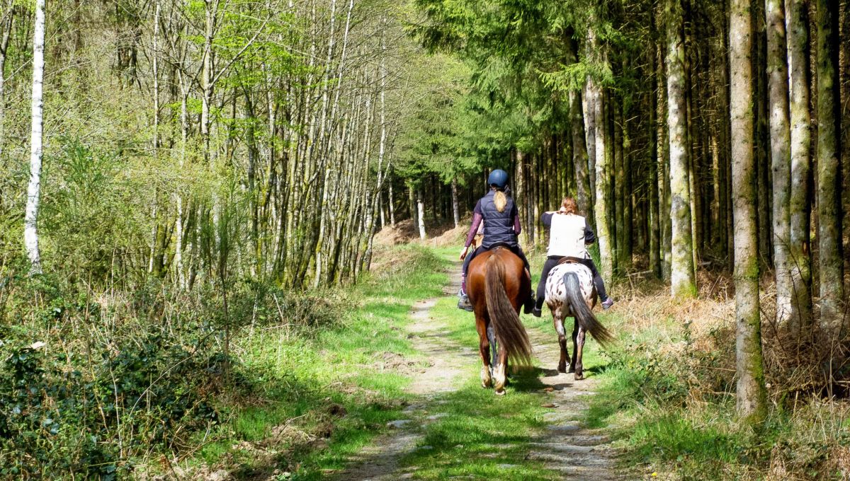 Équitation, bien-être animal et écologie chez Equi Feeling