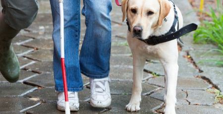 Un labrador avec sa maitresse déficiente visuelle