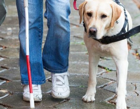 Un labrador avec sa maitresse déficiente visuelle