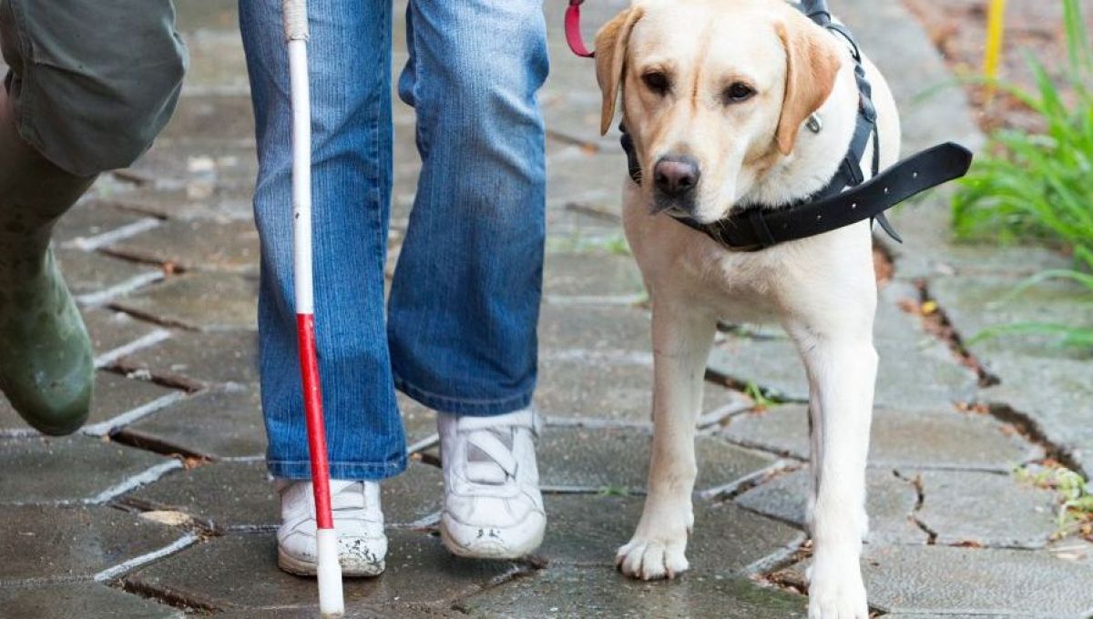 Un labrador avec sa maitresse déficiente visuelle