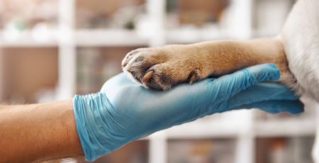 Patte de chien et main de personne avec gant en latex