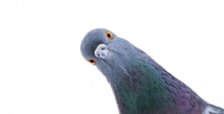 colombophilie.jpeg