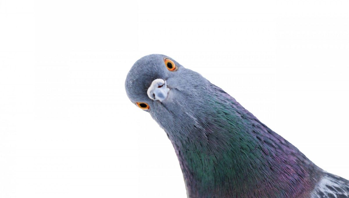 colombophilie.jpeg