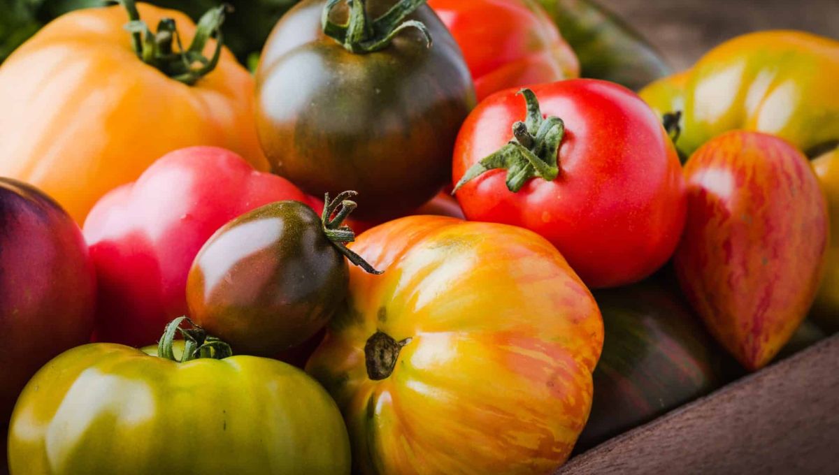 tomates