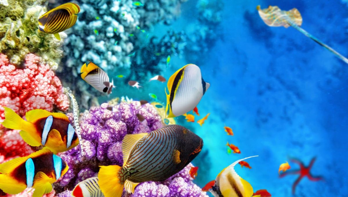 corail.jpeg