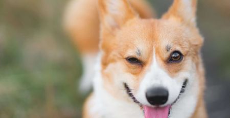 corgi.jpeg