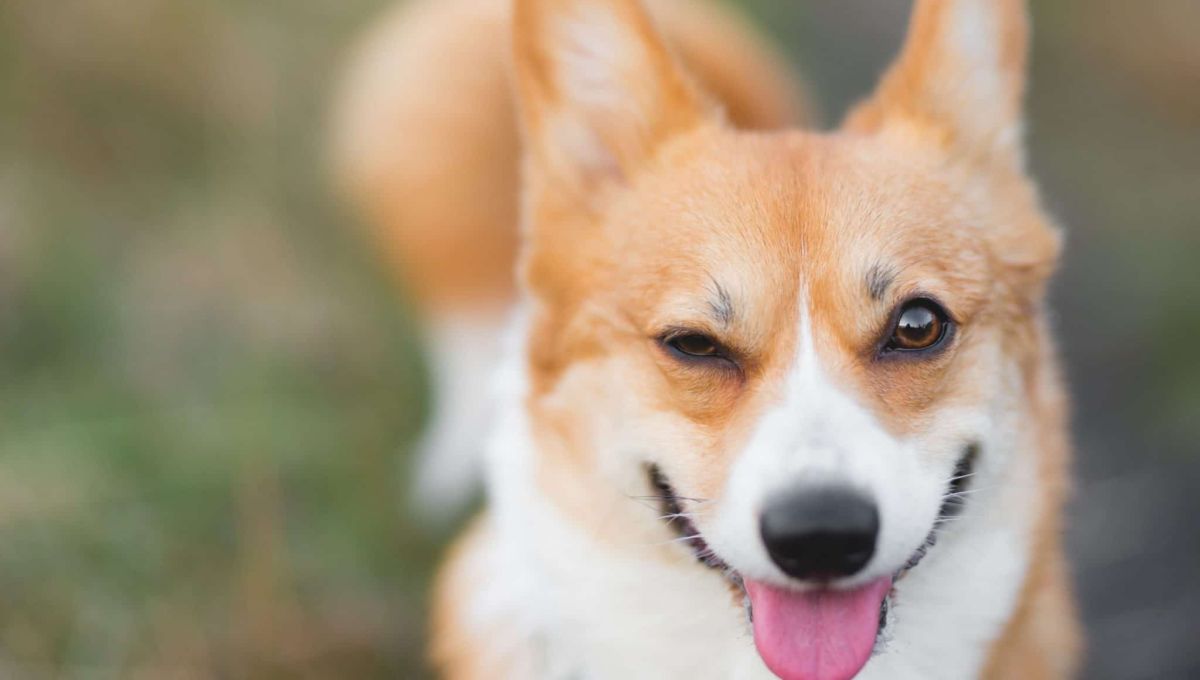 corgi.jpeg