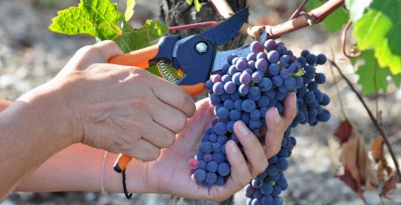 raisin vigne oenologie