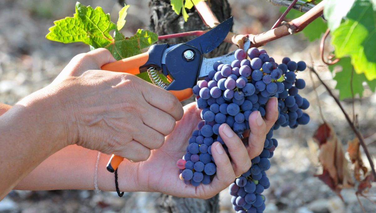 raisin vigne oenologie