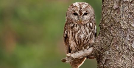 Une chouette hulotte se tient sur une branche