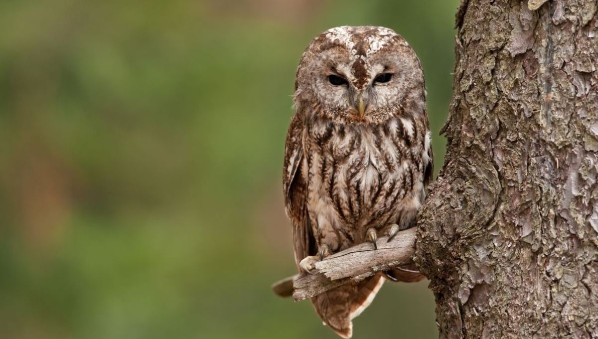 Une chouette hulotte se tient sur une branche