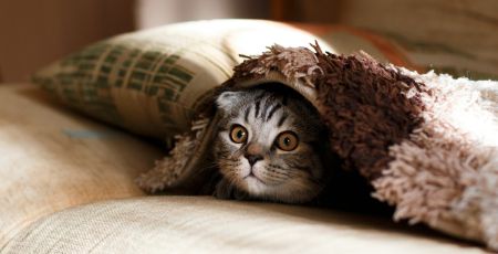 Crouching Tiger, Hidden Dragon.
Photo of a kitten named William hiding under a plaid