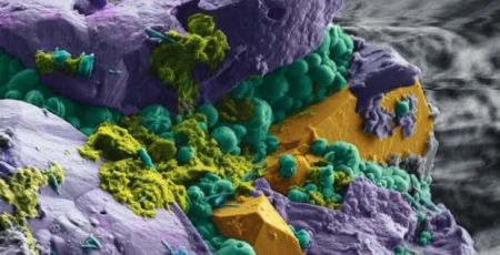 microbes intra terrestres vus au microscope