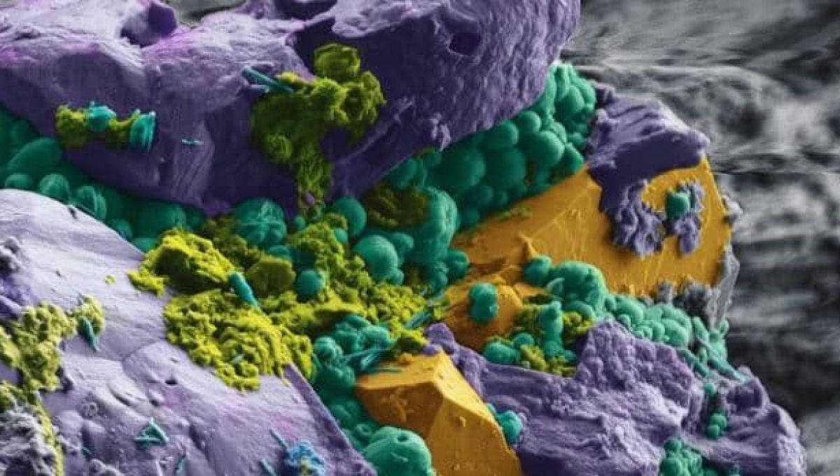 microbes intra terrestres vus au microscope