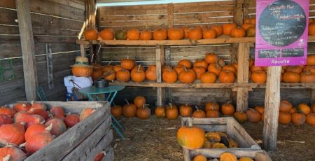 Une matinée à récolter des courges et autres pommes dans une libre cueillette en Alsace