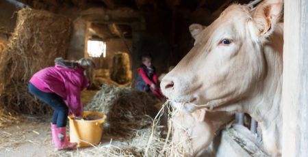 Des enfants donnent à manger à des vaches dans une vieille ferme