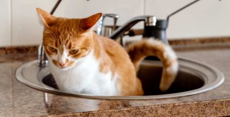 Chat dans un évier - crédit photo : Adobe Stock