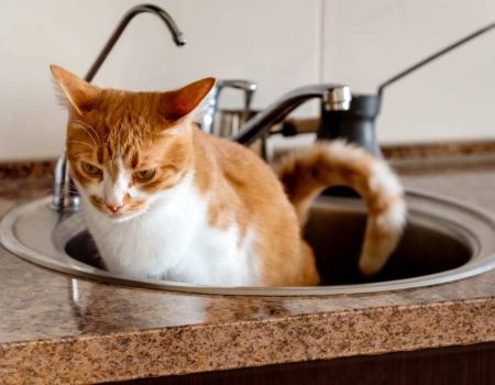 Chat dans un évier - crédit photo : Adobe Stock
