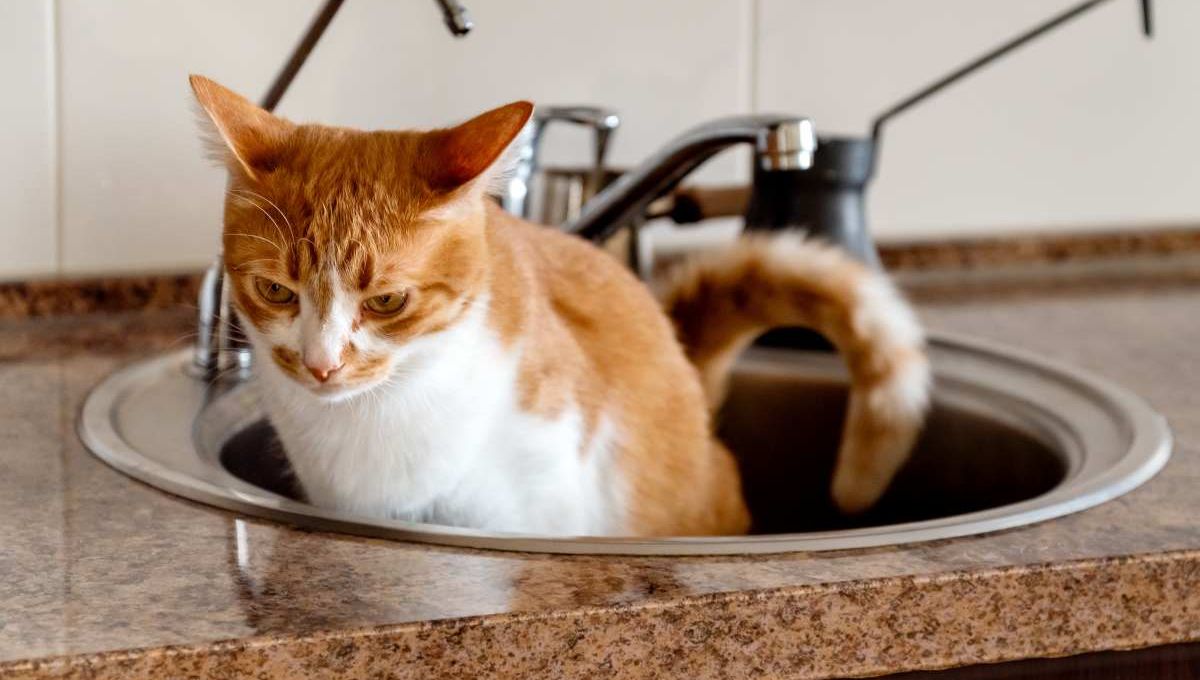 Chat dans un évier - crédit photo : Adobe Stock