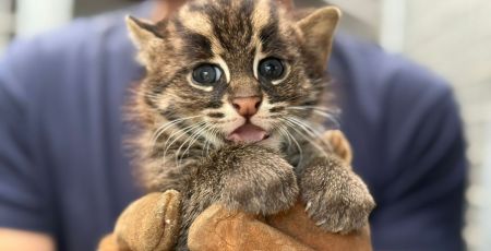 Deux chats pêcheurs sont nés dans le cadre d’un programme de conservation