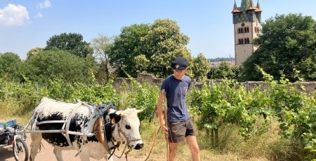 Corentin marche 700kms avec sa vache contre le cancer du sein