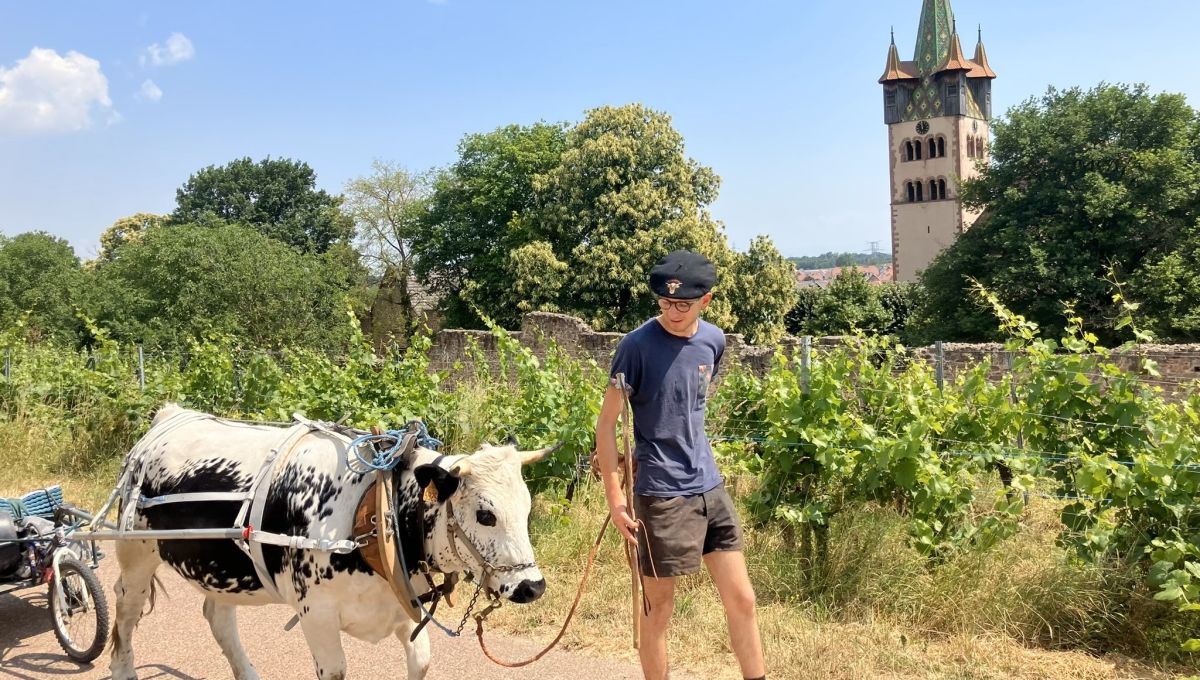 Corentin marche 700kms avec sa vache contre le cancer du sein