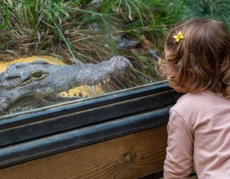Drôme : La conservation et la sensibilisation au cœur de la Ferme aux Crocodiles